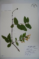 裡白忍冬、紅腺忍冬藏品圖，第1張
