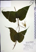 百部藏品圖，第1張