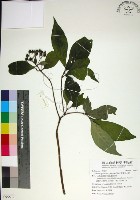 薄葉玉心花藏品圖，第1張