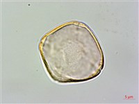 台灣苣苔藏品圖，第2張