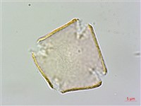 台灣苣苔藏品圖，第3張