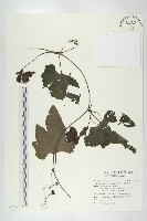 槭葉括摟藏品圖，第1張