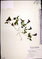 倒地蜈蚣藏品圖，第1張