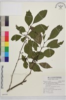 中原氏鼠李藏品圖，第1張