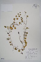 普刺特草藏品圖，第1張