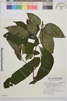 中原氏鼠李藏品圖，第1張