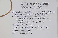 大花細辛、馬蹄香藏品圖，第2張