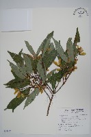 樟葉槭, 飛蛾子樹藏品圖，第1張