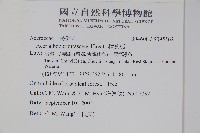 樟葉槭, 飛蛾子樹藏品圖，第2張