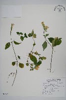 明萼草藏品圖，第1張