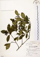 臺灣石楠藏品圖，第1張