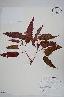 臺灣秋海棠藏品圖，第1張