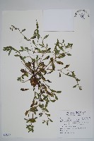 細纍子草藏品圖，第1張