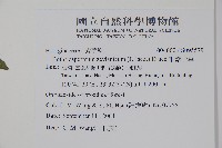 細纍子草藏品圖，第2張