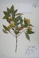 樟葉槭, 飛蛾子樹藏品圖，第1張