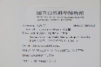 樟葉槭, 飛蛾子樹藏品圖，第2張