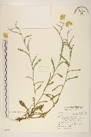 鼠麴草藏品圖，第1張