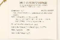 鼠麴草藏品圖，第2張