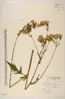黃花三七草藏品圖，第1張