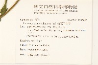 黃花三七草藏品圖，第2張
