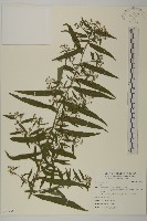 登錄號:S095604藏品圖，第1張