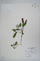 臺灣附地草藏品圖，第1張