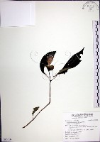 角桐草、台灣半蒴苣苔藏品圖，第1張