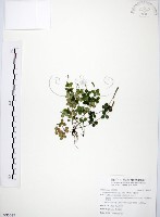 小椒草藏品圖，第1張