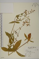 登錄號:S095620藏品圖，第1張