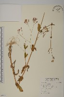 捕蟲瞿麥藏品圖，第1張