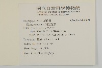 捕蟲瞿麥藏品圖，第2張