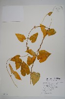 蘿藦藏品圖，第1張