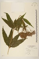 登錄號:S095628藏品圖，第1張