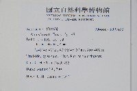 遼東赤楊，遼東榿木，毛赤楊藏品圖，第2張