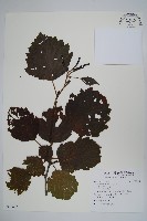 遼東赤楊，遼東榿木，毛赤楊藏品圖，第1張