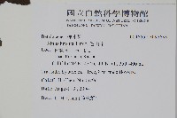 遼東赤楊，遼東榿木，毛赤楊藏品圖，第2張