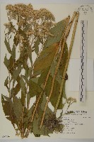 登錄號:S095636藏品圖，第1張