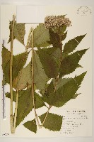 登錄號:S095637藏品圖，第1張
