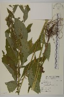 登錄號:S095638藏品圖，第1張