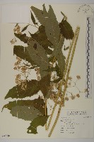 登錄號:S095640藏品圖，第1張