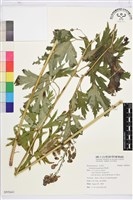 登錄號:S095641藏品圖，第1張