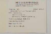 腺梗菜藏品圖，第2張