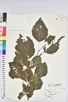 登錄號:S095661藏品圖，第1張