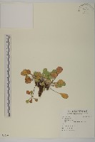 登錄號:S095667藏品圖，第1張