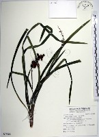 麥門冬藏品圖，第1張
