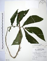 食用樓梯草藏品圖，第1張
