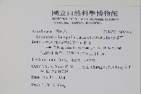 卵葉鱗球花藏品圖，第2張