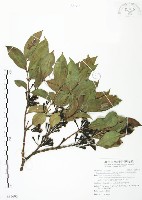 台灣棒花蒲桃藏品圖，第1張