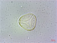 台灣棒花蒲桃藏品圖，第2張