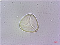 台灣棒花蒲桃藏品圖，第3張